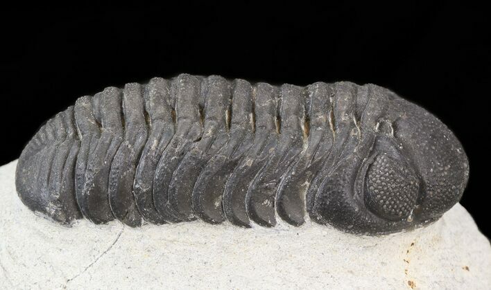 Austerops Trilobite - Great Eyes #43519